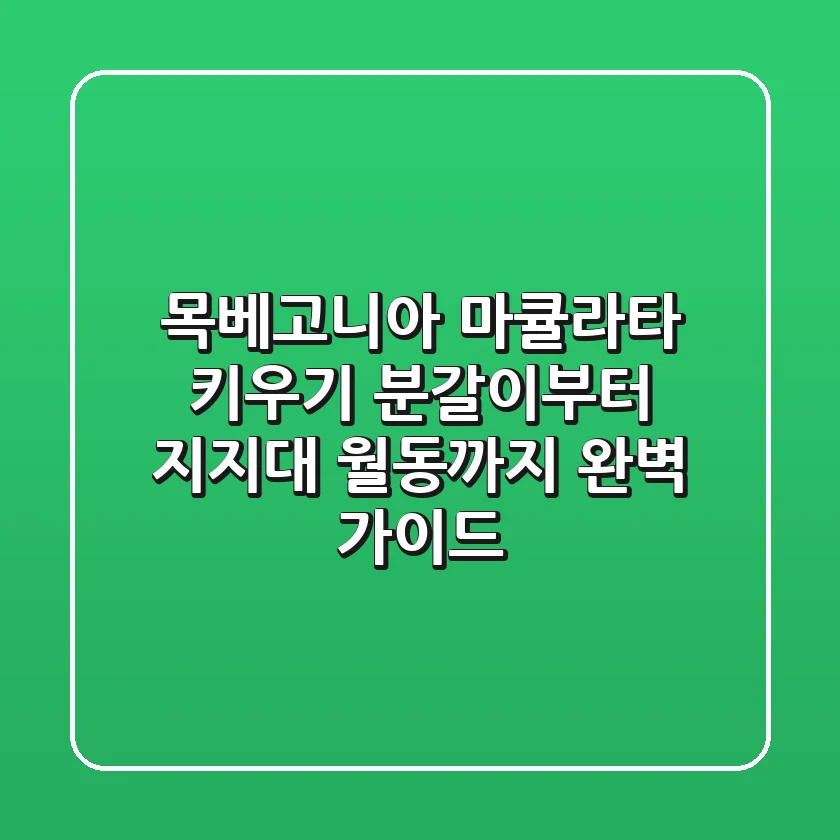목베고니아 마큘라타 키우기: 분갈이부터 지지대, 월동까지 완벽 가이드