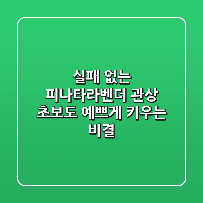 실패 없는 피나타라벤더 관상, 초보도 예쁘게 키우는 비결