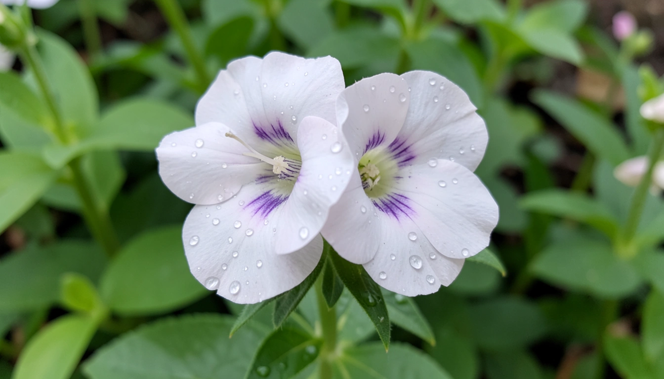 캄파눌라 월동부터 품종 선택, 전문가에게 듣는 특별한 노하우